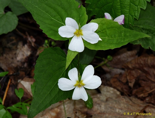 {Viola canadensis}